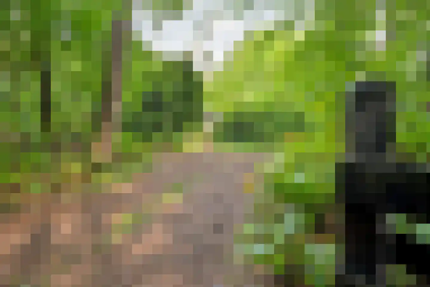 Fazantenbosweg 17 Dalfsen thumbnail 28