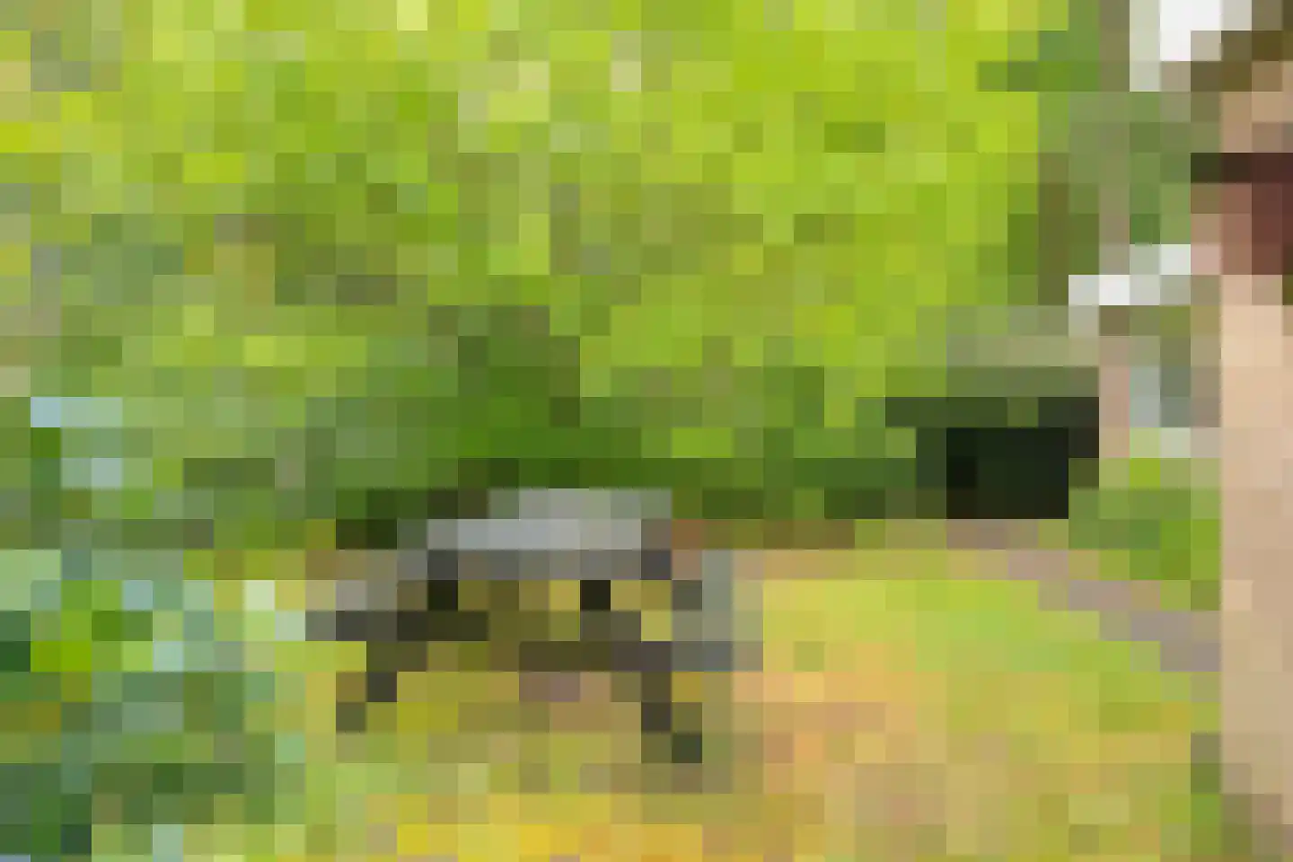 Fazantenbosweg 17 Dalfsen thumbnail 32