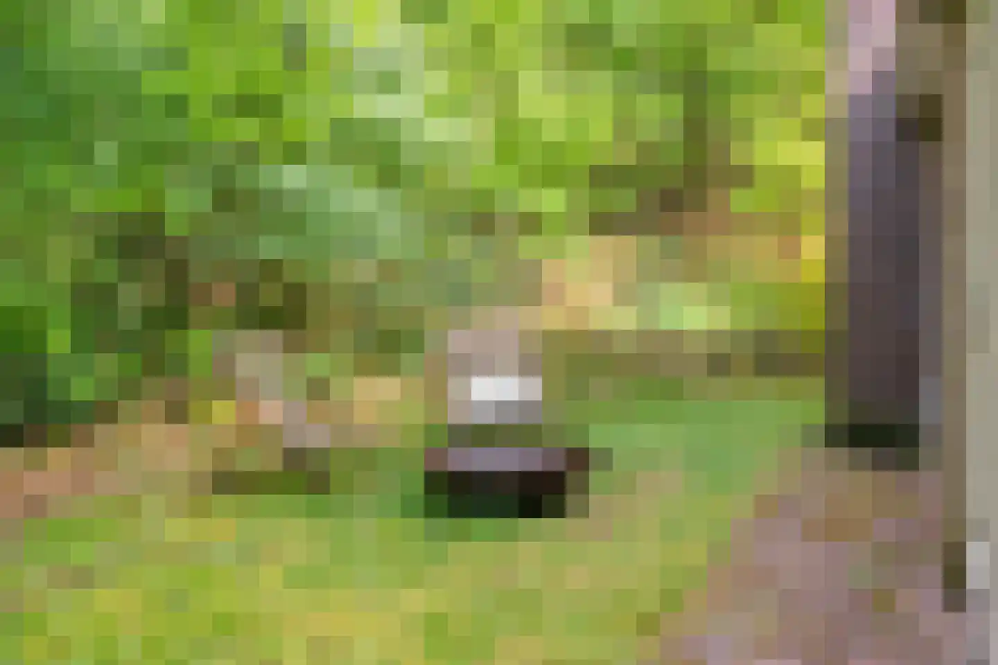 Fazantenbosweg 17 Dalfsen thumbnail 35