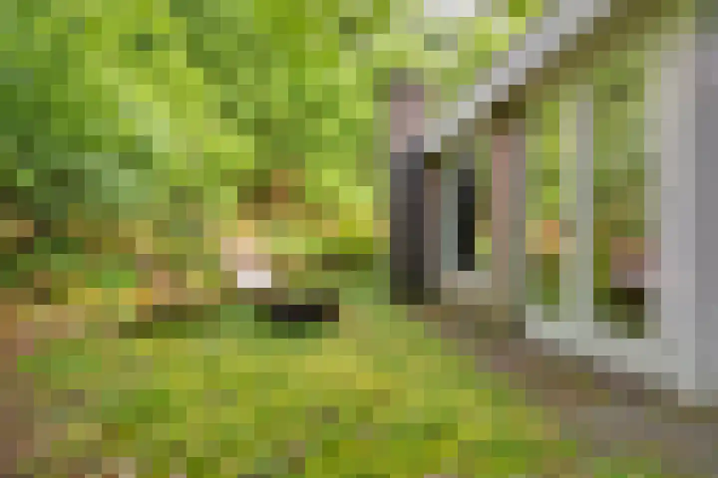 Fazantenbosweg 17 Dalfsen thumbnail 36