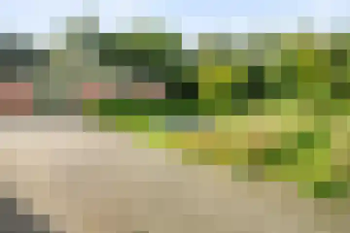 Fazantenbosweg 4 A Dalfsen thumbnail 11