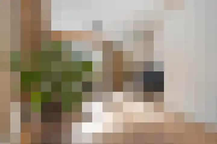 Fazantenbosweg 4 A Dalfsen thumbnail 17