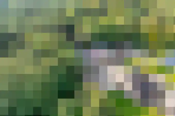 Fazantenbosweg 4 A Dalfsen thumbnail 58