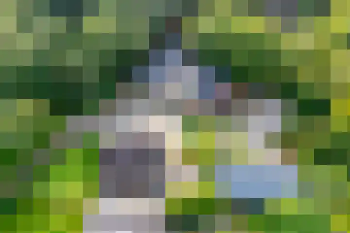 Fazantenbosweg 4 A Dalfsen thumbnail 6