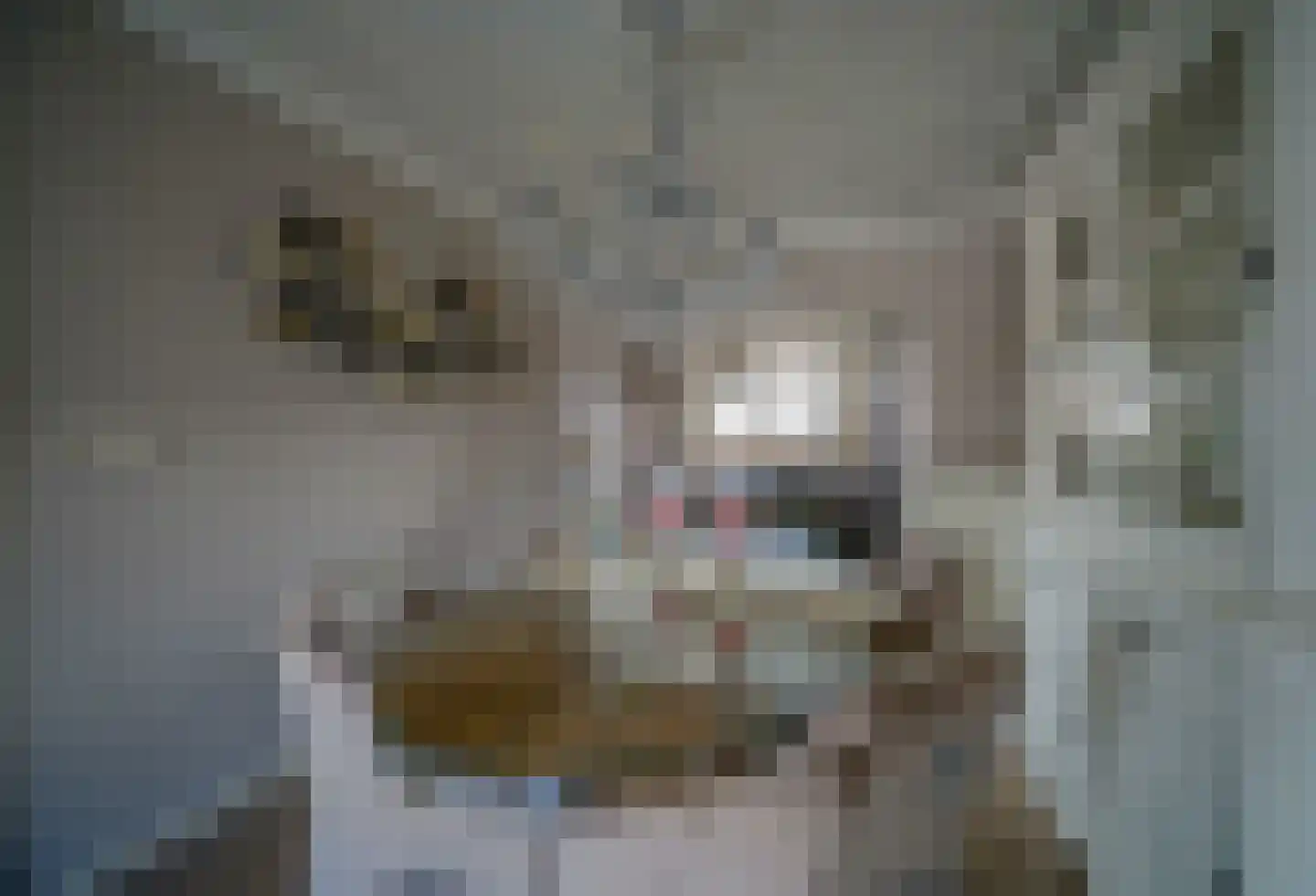 Fazantendonk 27 St. Willebrord thumbnail 50