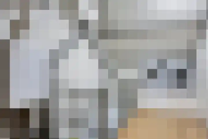 Fazantendonk 38 Veghel thumbnail 35