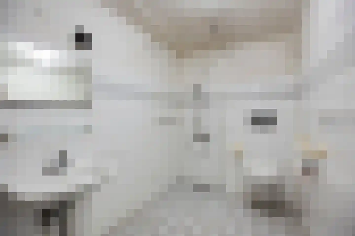 Fazantenhof 4 Schagen thumbnail 17