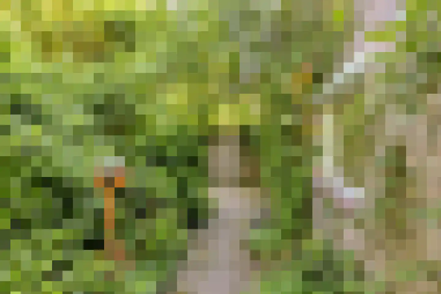 Fazantenkamp 199 Maarssen thumbnail 34