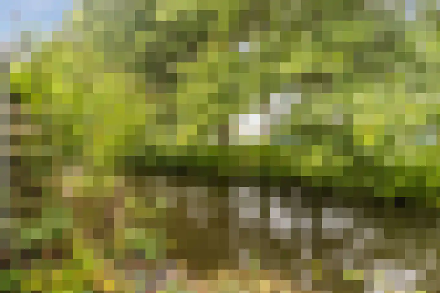Fazantenkamp 317 Maarssen thumbnail 51
