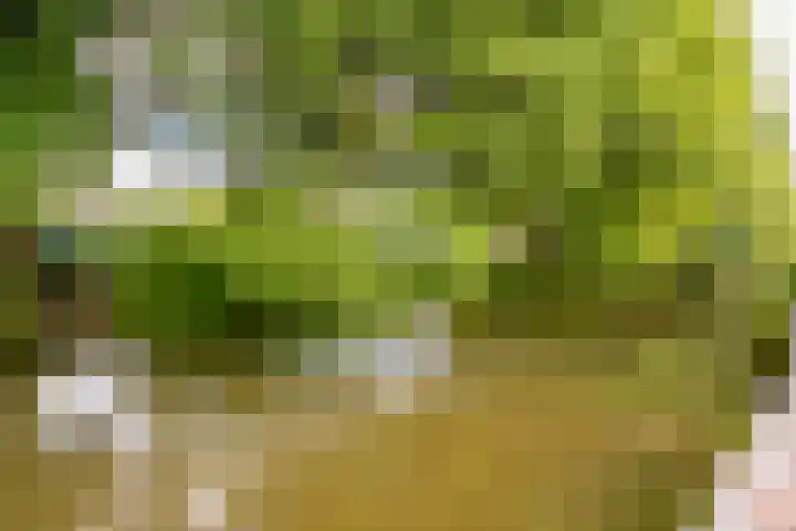 Fazantenkamp 319 Maarssen thumbnail 44