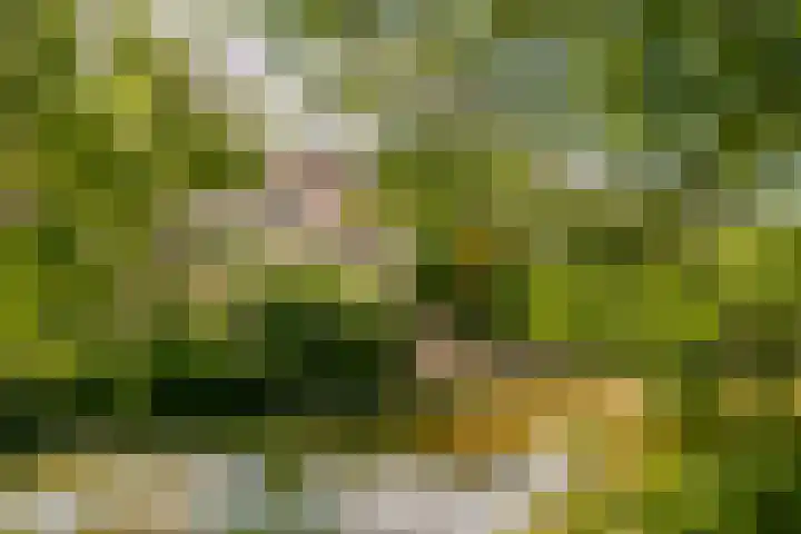 Fazantenkamp 319 Maarssen thumbnail 46