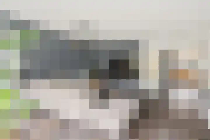 Fazantenkamp 548 Maarssen thumbnail 7