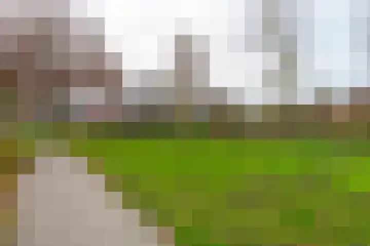 Fazantenkamp 972 Maarssen thumbnail 54