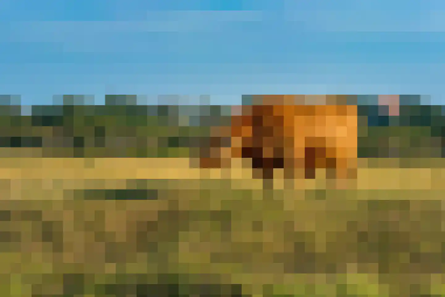 Fazantenlaan 16 Bergen aan Zee thumbnail 67