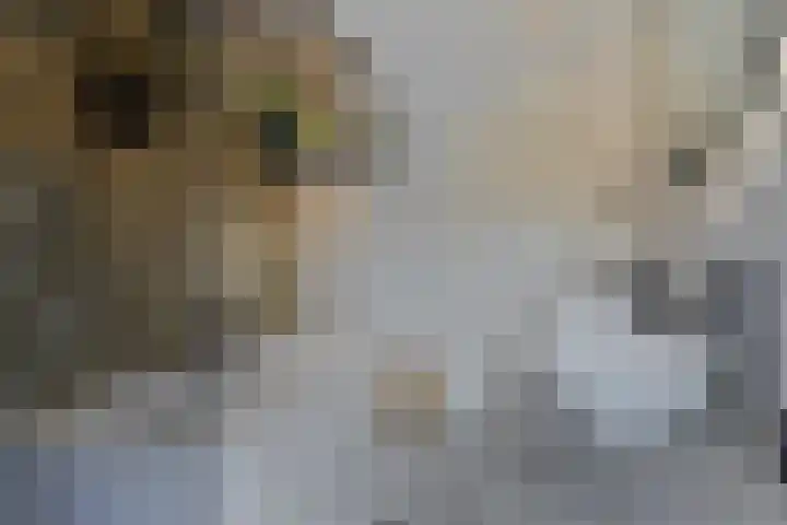 Fazantenlaan 3 Rhoon thumbnail 20