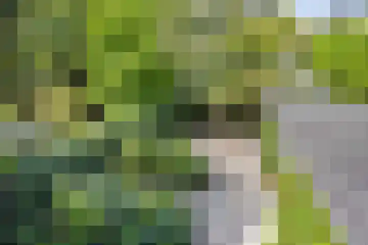 Fazantenlaan 5 Bennebroek thumbnail 24