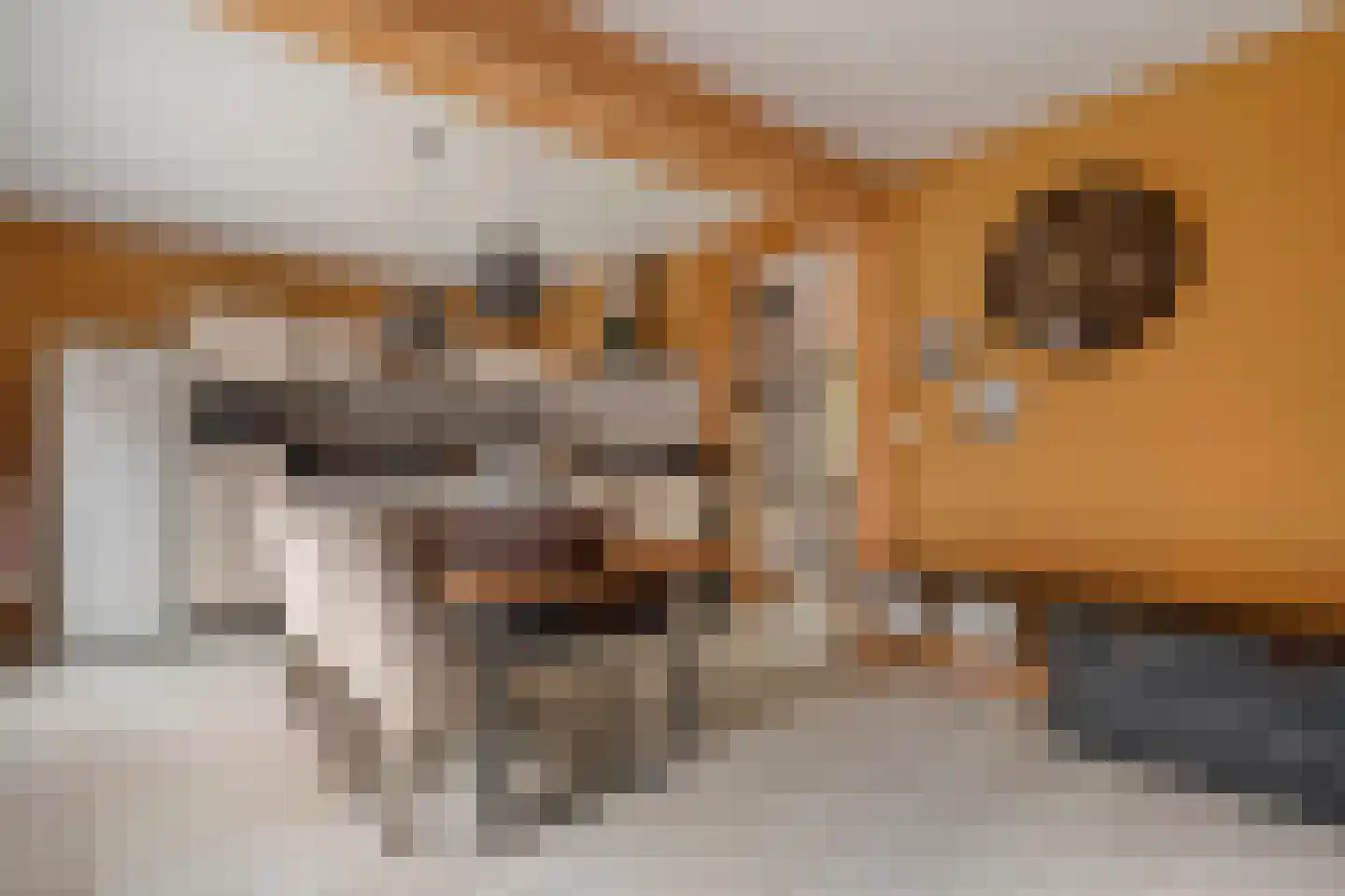 Fazantlaan 2 Ruinerwold thumbnail 7