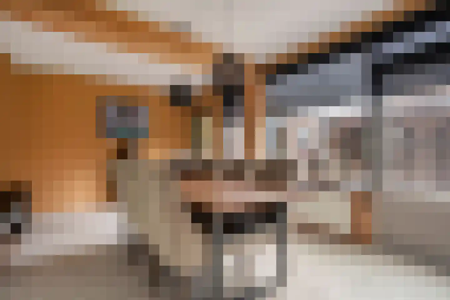 Fazantlaan 2 Ruinerwold thumbnail 8