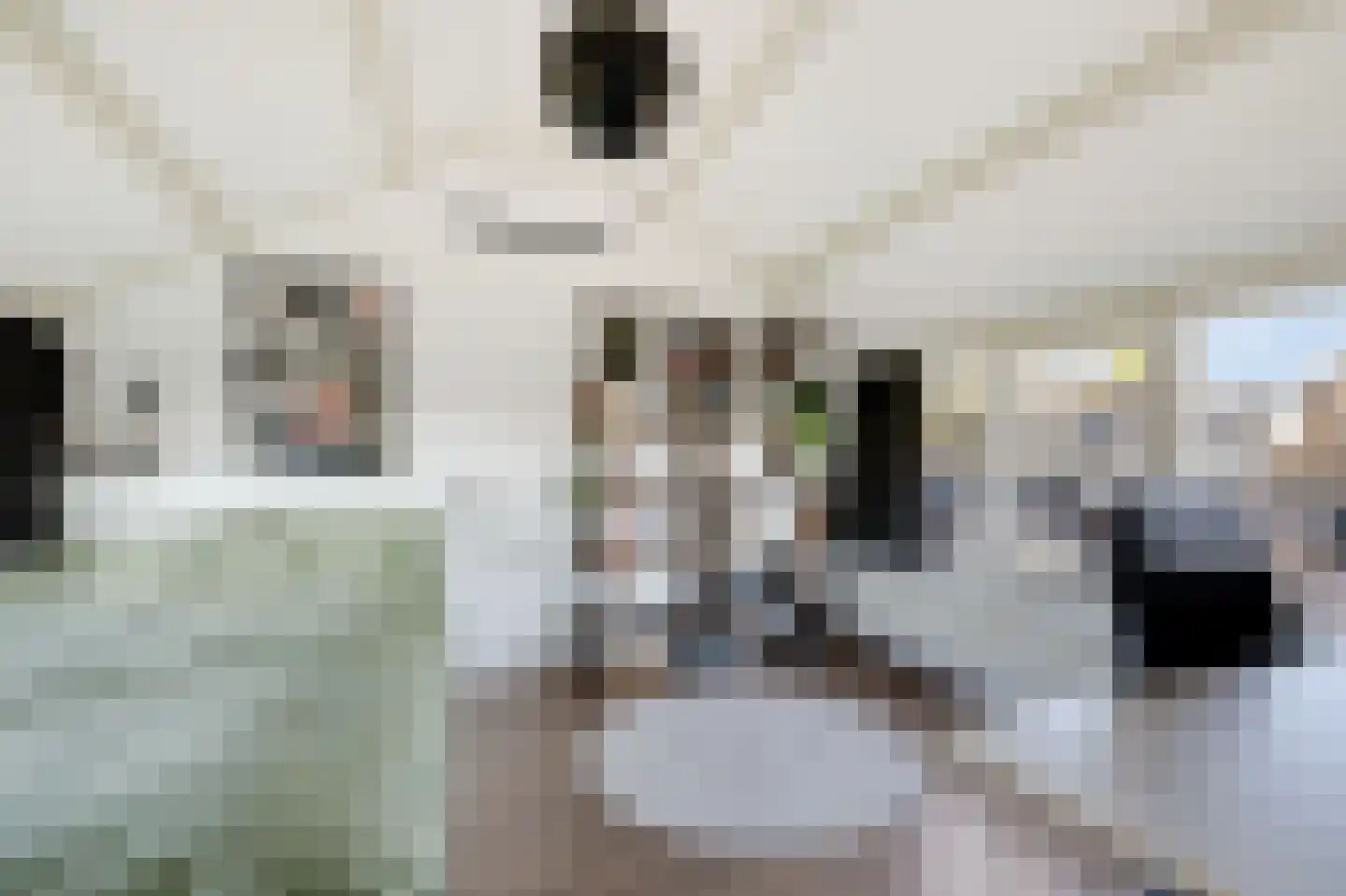 Fazantlaan 7 Dieren thumbnail 20