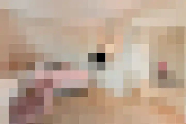 Fazantlande 1 Pijnacker thumbnail 41