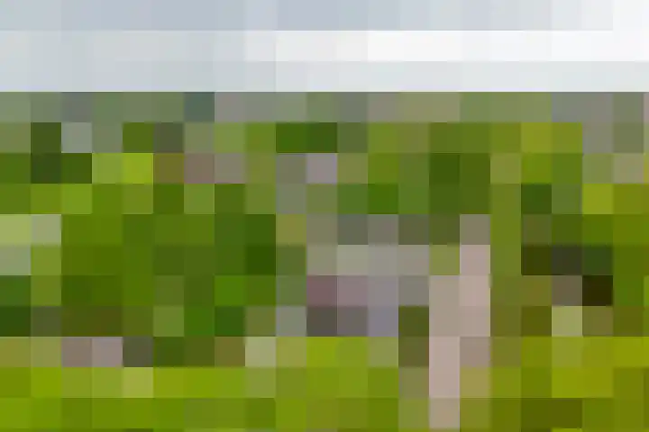 Fazantstraat 23 Lisse thumbnail 42
