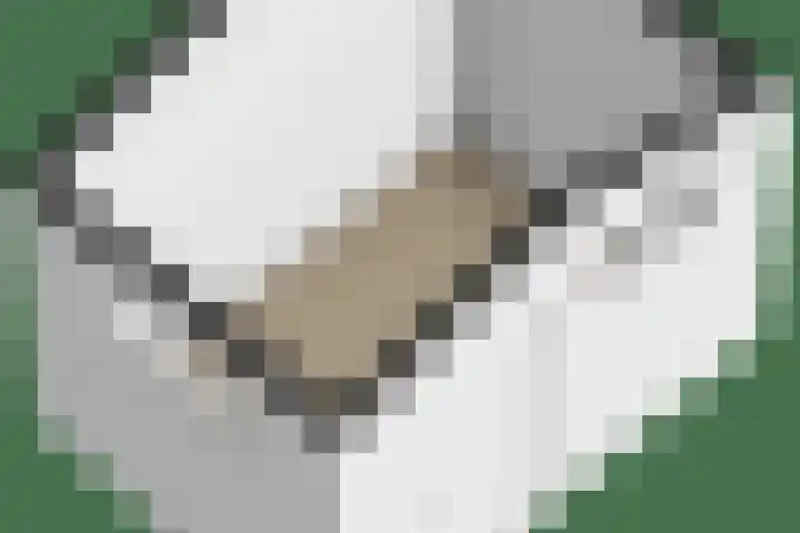 Fazantstraat 23 Lisse thumbnail 56