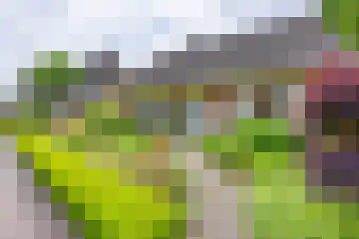 Fazantstraat 24 Bergen L thumbnail 4