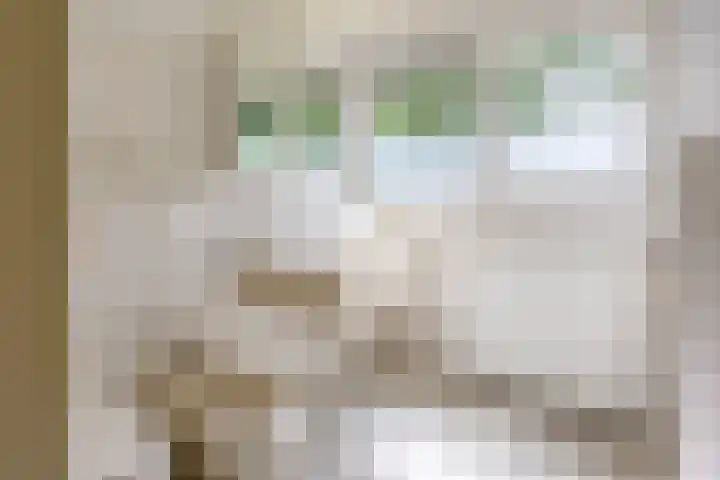 Fazantstraat 24 Bergen L thumbnail 40