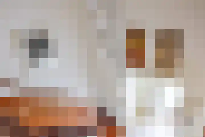 Fazantstraat 24 Bergen L thumbnail 9