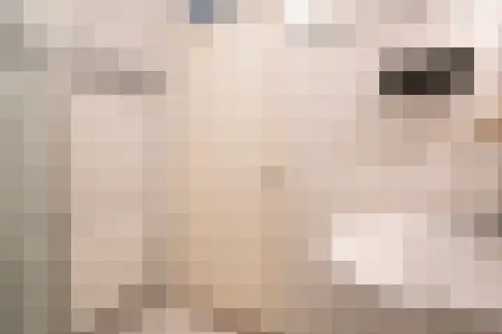 Fazantstraat 3 Culemborg thumbnail 37