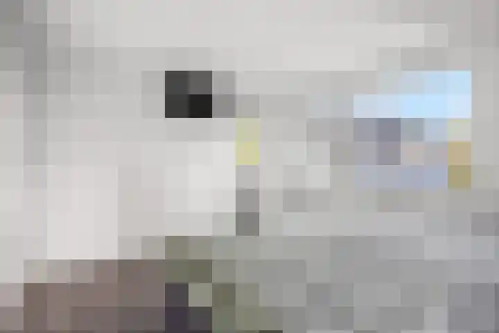 Fazantstraat 3 Wijchen thumbnail 23