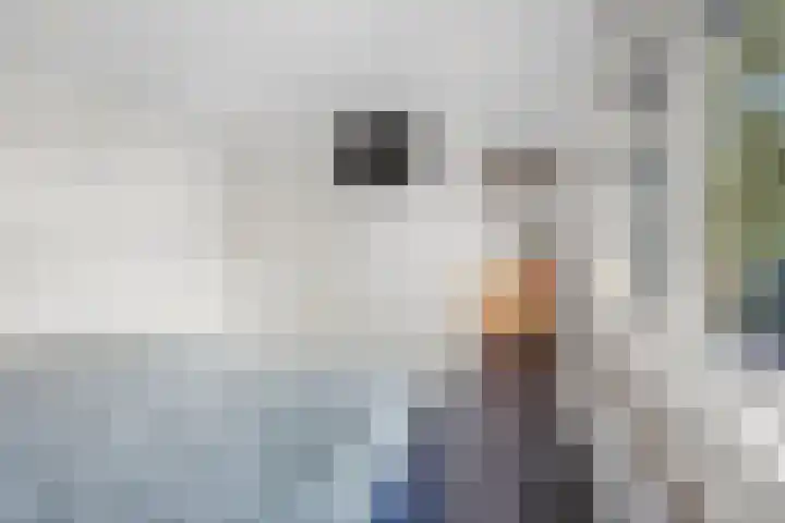 Fazantstraat 3 Wijchen thumbnail 24