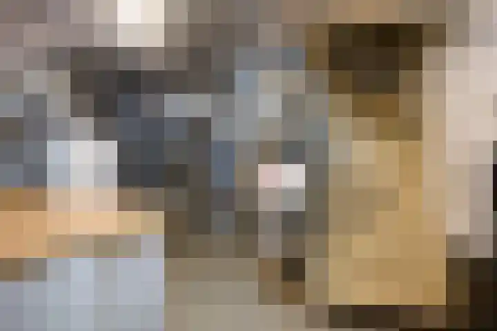 Fazantstraat 31 Bergen L thumbnail 31