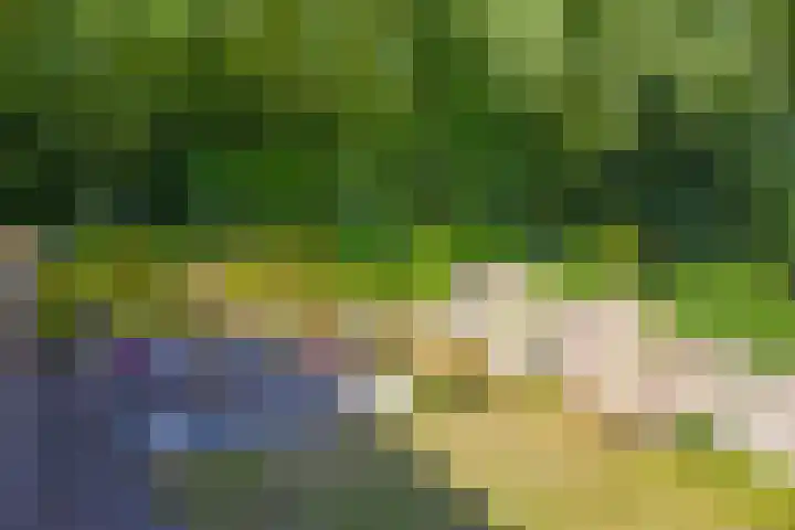 Fazantstraat 31 Bergen L thumbnail 36
