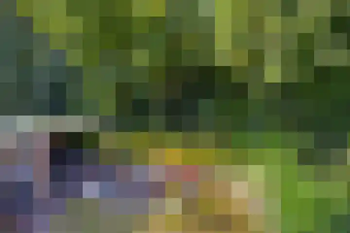 Fazantstraat 31 Bergen L thumbnail 38