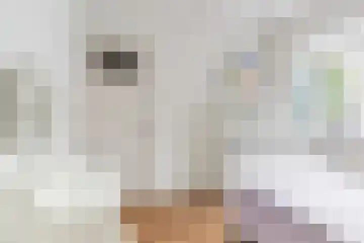 Fazantstraat 4 Breda thumbnail 52