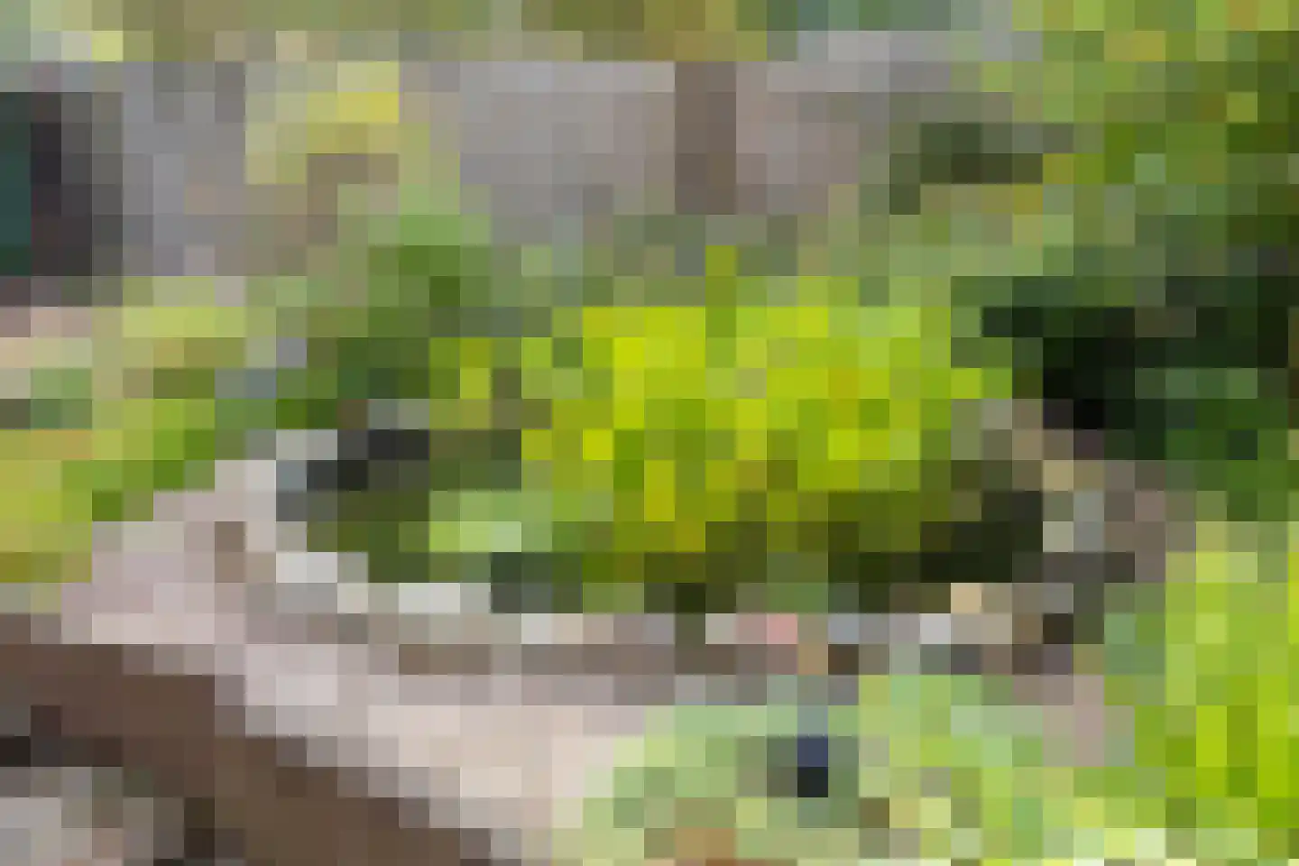 Fazantstraat 6 Bergen L thumbnail 31