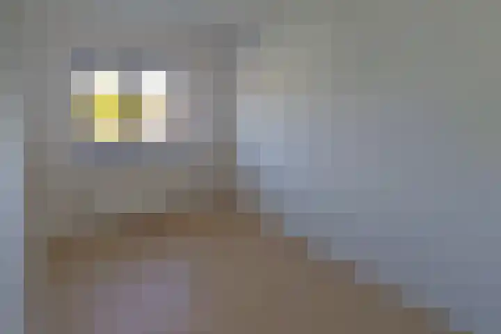 Fazantstraat 86 Alphen aan den Rijn thumbnail 10