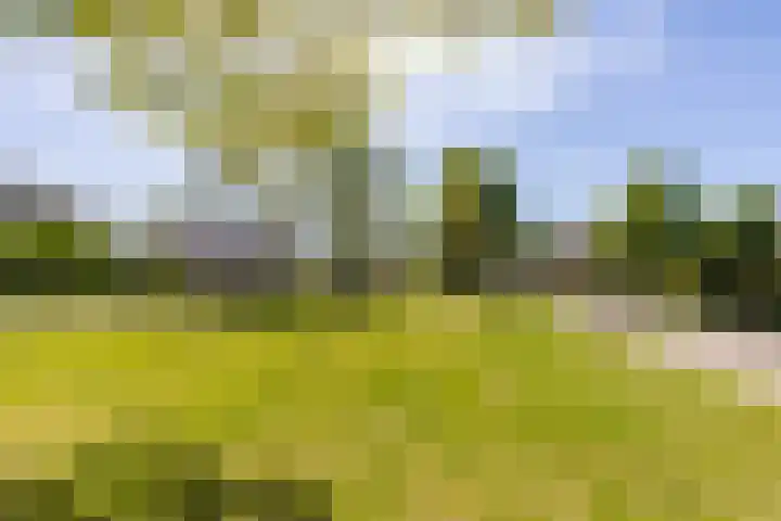 Fazantweg 15 Paterswolde thumbnail 46