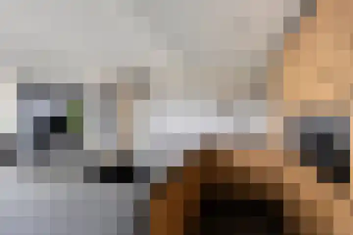 Feantersdyk 2 Earnewâld thumbnail 17