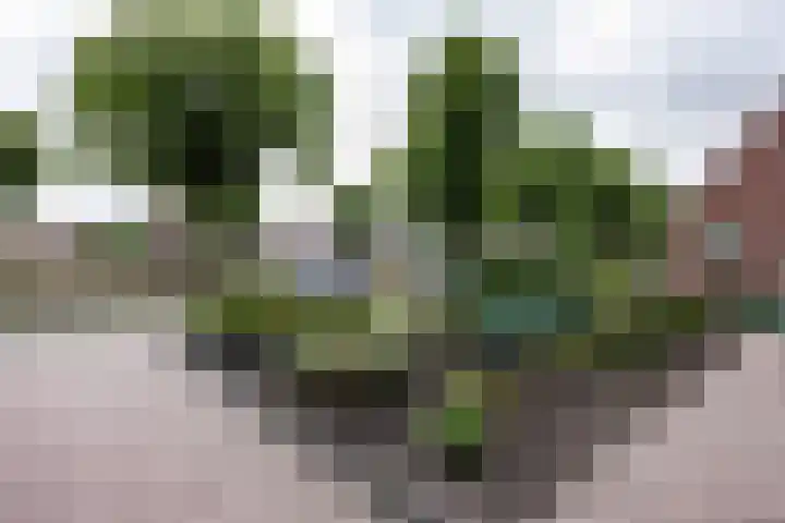 Feiko Clockstraat 62 Oude Pekela thumbnail 18