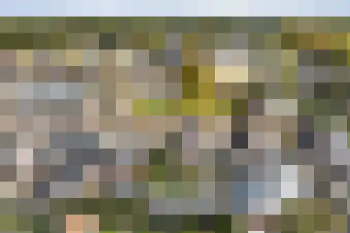 Feintensloane 12 Feanwâlden thumbnail 7