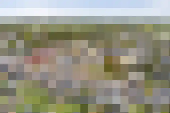Feintensloane 12 Feanwâlden thumbnail 8