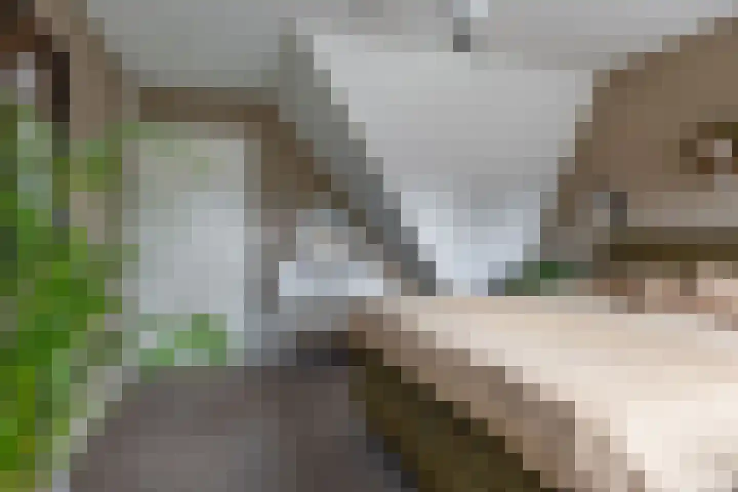 Feintensloane 6 Feanwâlden thumbnail 49