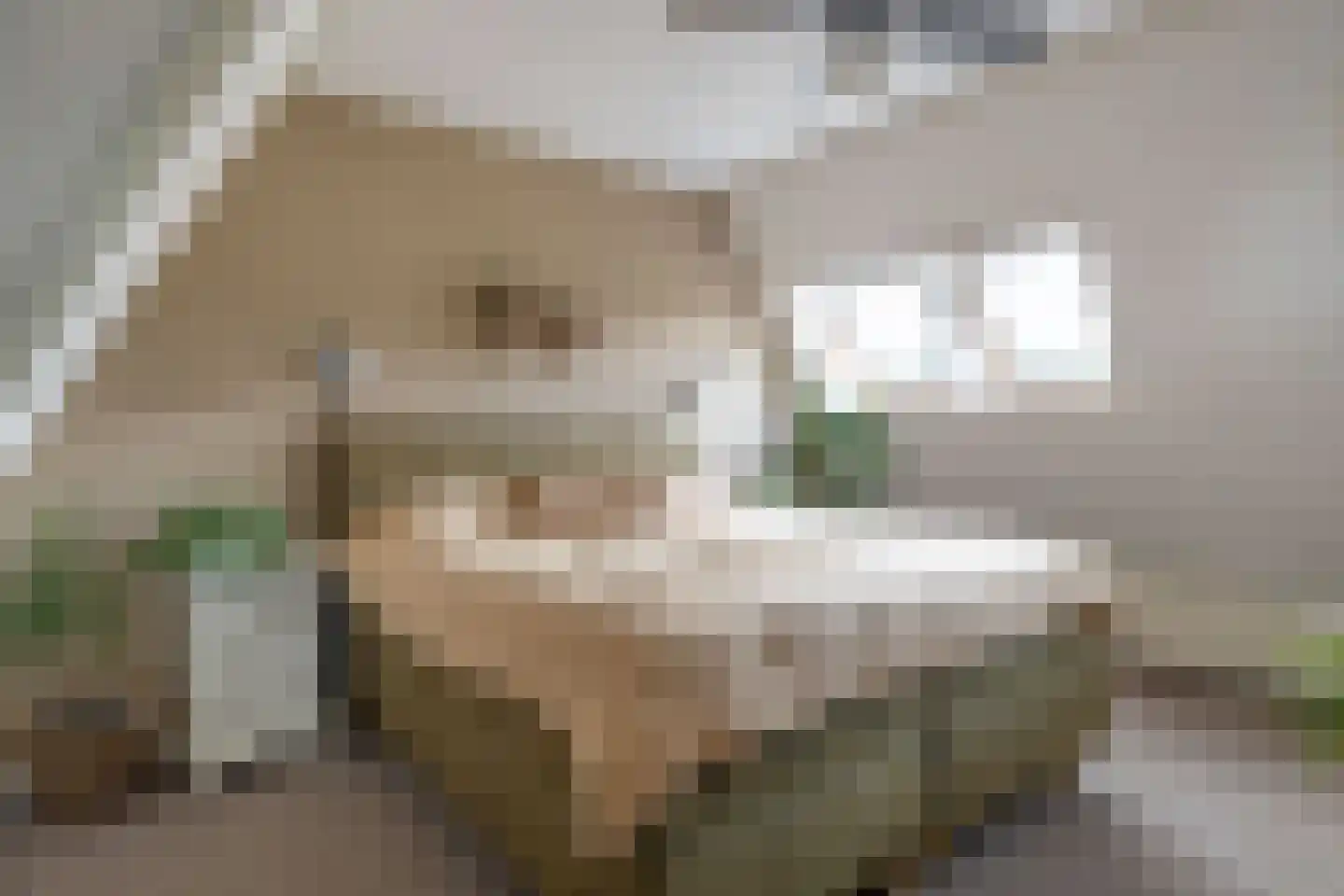 Feintensloane 6 Feanwâlden thumbnail 5