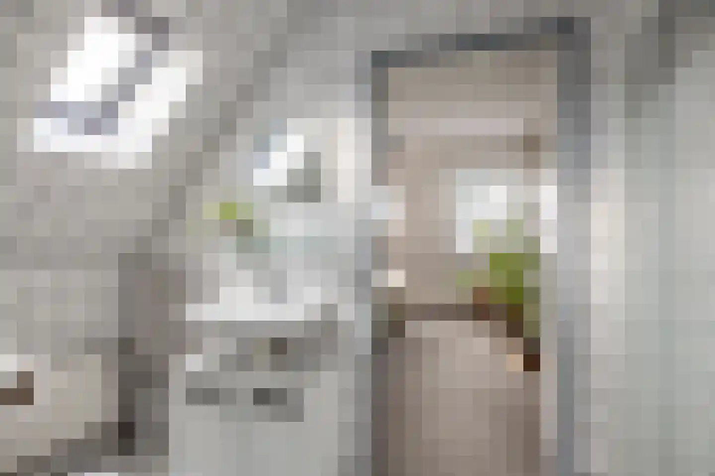 Feintensloane 6 Feanwâlden thumbnail 51