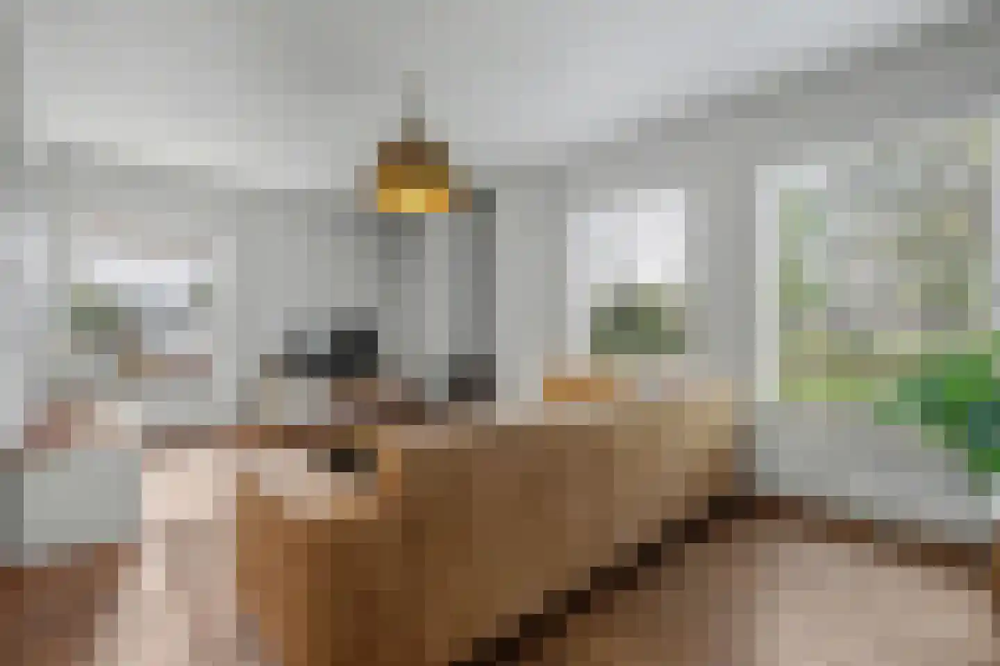 Felix Timmermanslaan 1 Bladel thumbnail 6
