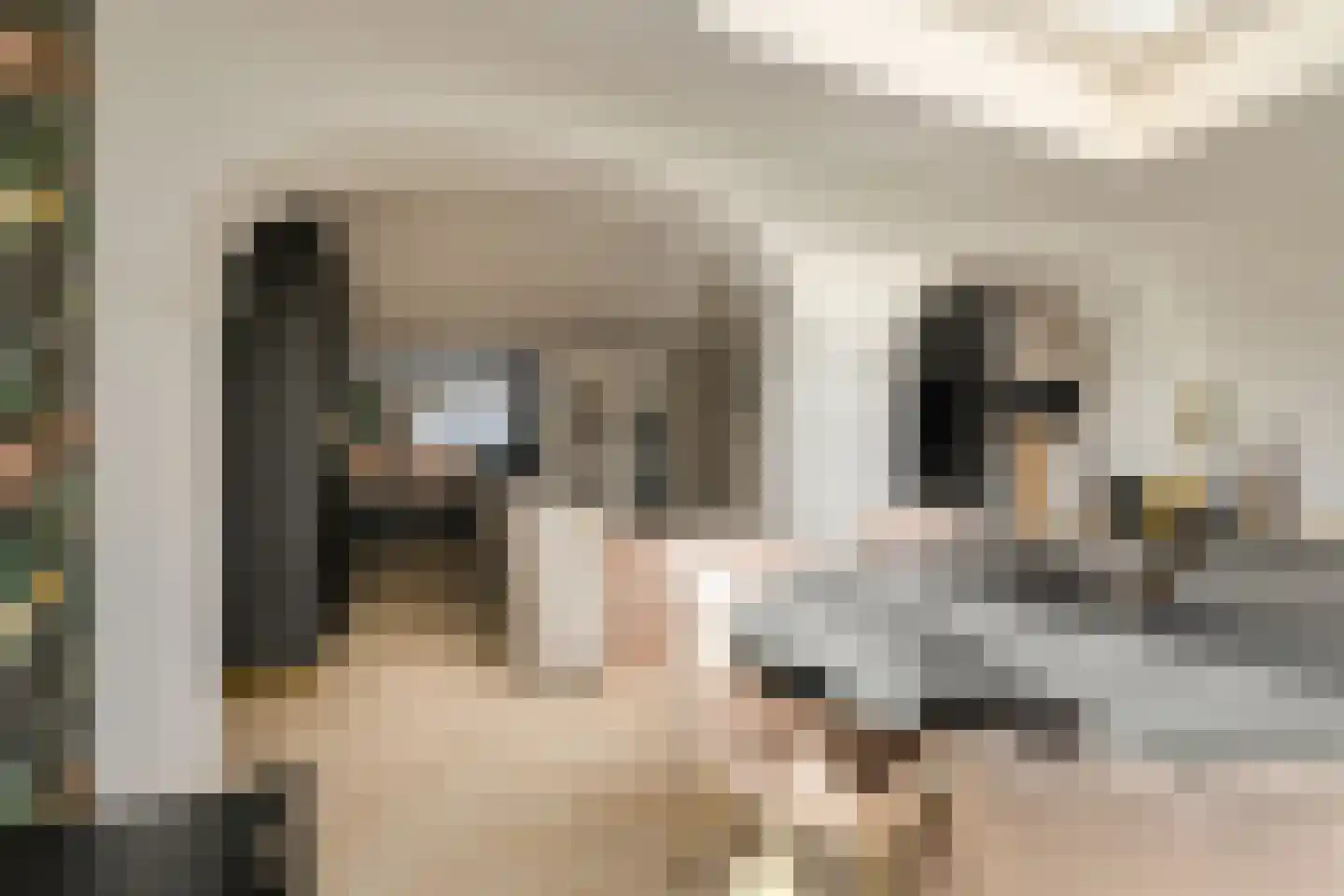 Felixberg 10 Breda thumbnail 11