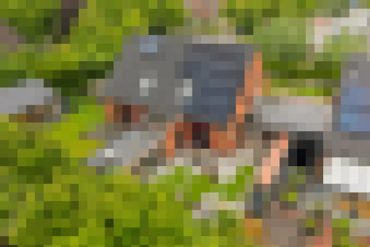 Felixwei 21 Stiens thumbnail 37