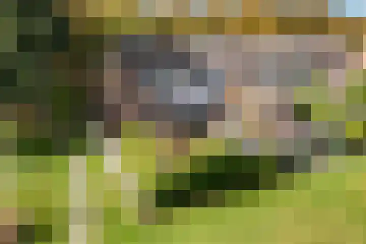 Felixwei 43 Stiens thumbnail 40